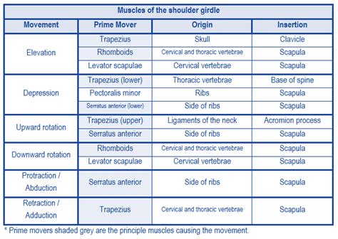 Level 3 (69) Exercise and Fitness Knowledge: The shoulder girdle - Amac ...