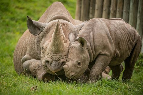 Rhino Conservation in Zoos | Save the Rhino International