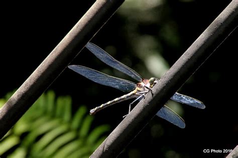 Giant Petaltail Dragonfly | Project Noah