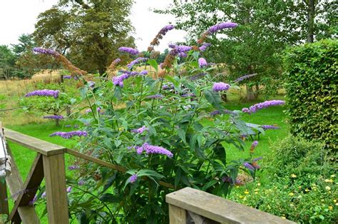 Tips for Growing Butterfly Bush (Buddleia davidii) - Garden Lovers Club