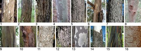 -Bark types: 1 = granular; 2 = stringy bark; 3 = ironbark; 4 ...