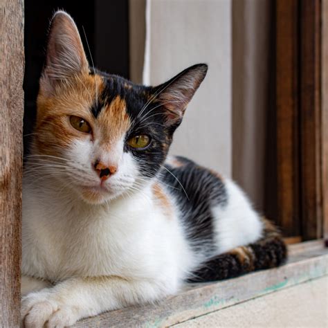 Calico Cats: Pictures, Fun Facts And Traits