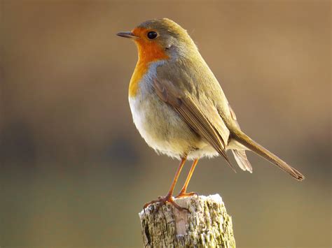 European Robin – AZ Birds