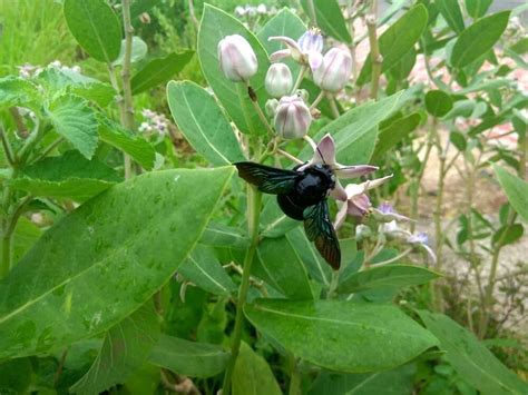 34 Types of Black Bees (Pictures And Identification Guide)