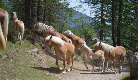 Haflinger Horse Breed Profile - Color, Temperament & Price - Helpful Horse Hints