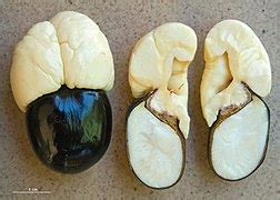 Ackee - Wikipedia