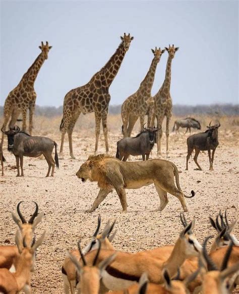 The beauty of Etosha National Park Namibia | African animals, Animals ...