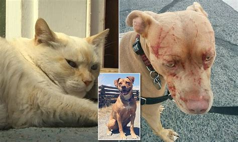 16-year-old 'protective' cat named Baby mauls pitbulls and hospitalizes ...