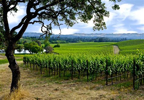 Silverado Trail: The Serene Side of Napa Valley ‹ Wines.com