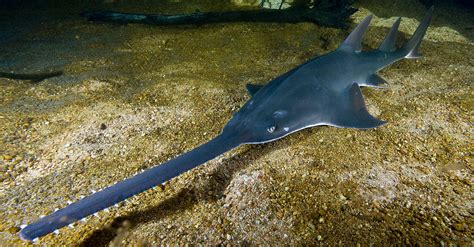 'Virgin Births' Won't Save The Smalltooth Sawfish From Extinction | Gizmodo Australia