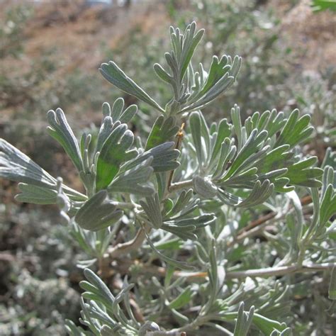 Big Sagebrush Seeds (Artemisia tridentata) – Frozen Seed Capsules™