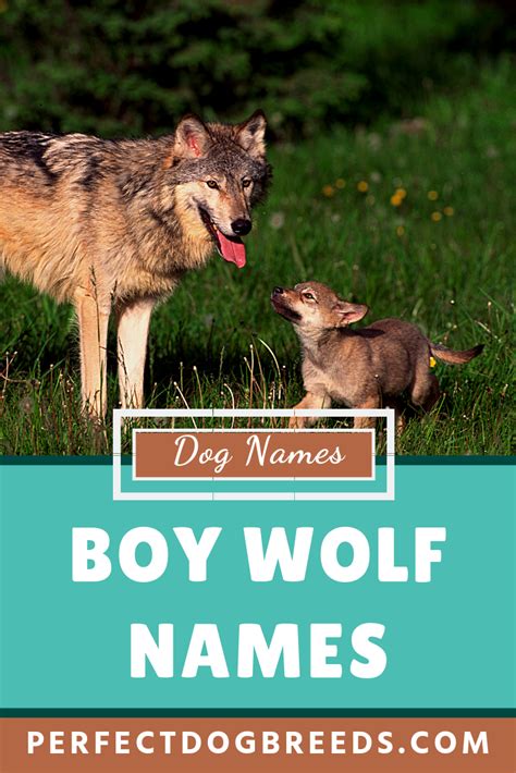 Boy Wolf Names | Wolf name, Dog names, Dogs names list