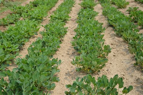 Issues with the 2019 Peanut Crop - Southeast AgNET