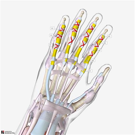 Left Leg Flexor Tendon Location : Flexor Tendon Injuries / The tendons located on top of the ...