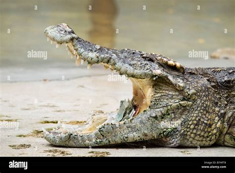 Samut Prakan Crocodile farm, Chonburi. bangkok Stock Photo - Alamy