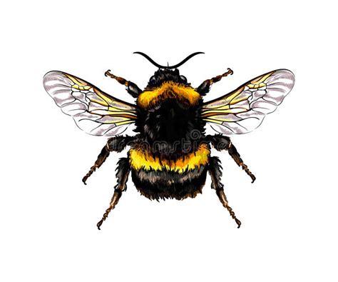 24+ Realistic Bumblebee Drawing - DeborahPawel