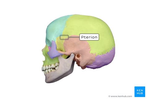 Calvaria: Anatomy, bones and sutures | Kenhub