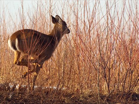 Deer running away! | Flickr - Photo Sharing!