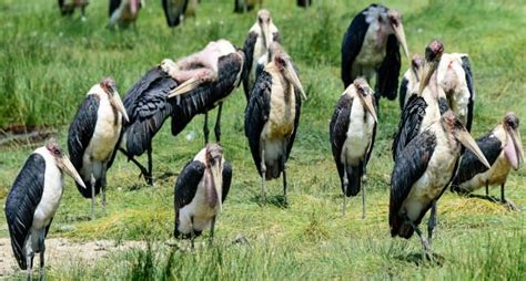 18 Marvelous Marabou Stork Facts - Fact Animal