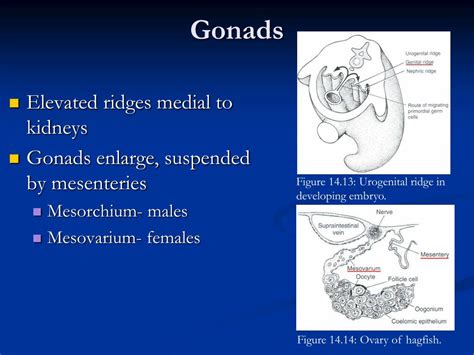 PPT - Comparative Anatomy Urogenital System PowerPoint Presentation, free download - ID:583288