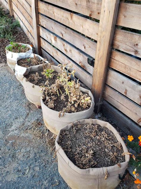 How to Grow Potatoes in Containers (Grow Bags) ~ Homestead and Chill