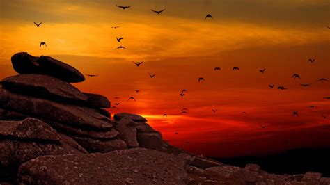 Silhouette of boulder wallpaper, nature, animals, birds, landscape HD wallpaper | Wallpaper Flare
