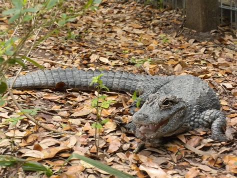 The Zoo Review: Species Fact Profile: Chinese Alligator (Alligator sinensis)