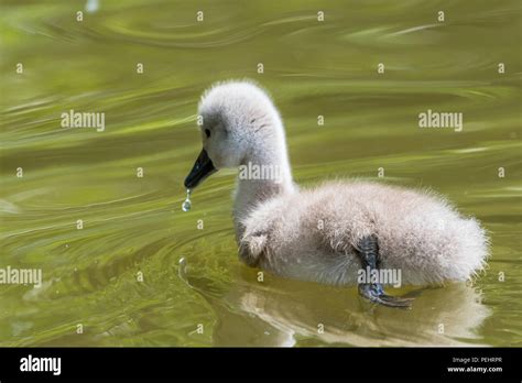 Beautiful young baby swan is swimming on a water. A bird is about two weeks old, grey feathers ...