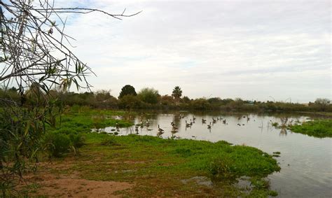 Gilbert Riparian Preserve Paint Out — Arizona Plein Air Painters