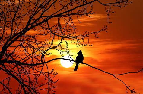 Bird Tree Sunset Silhouette Free Stock Photo - Public Domain Pictures