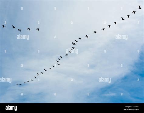 Right echelon formation hi-res stock photography and images - Alamy