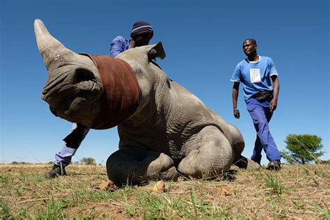 A legal trade in rhino horn could be twice as big as illegal one | New Scientist