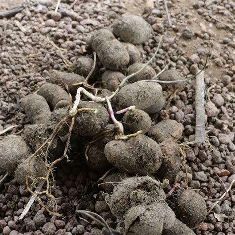 Yam Varieties in Grenada – Farming in Grenada