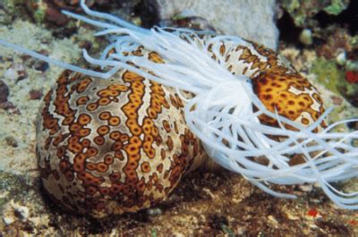 The Spineless Gutless Sea Cucumber - Catalina Island Marine Institute