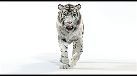 Tiger Walking, Sumatran Tiger, White Tiger, 3d Animation, Big Cats, Cycling, Lion Sculpture, Fur ...