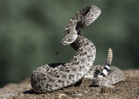 Facts You Should Know About Rattlesnakes - Animal Capture Wildlife Control