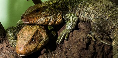 Caiman lizard | Smithsonian's National Zoo and Conservation Biology Institute