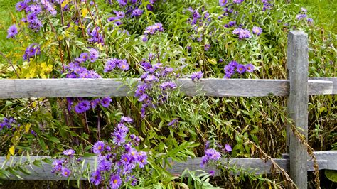 Garden Of Purple Aster Flowers Free Stock Photo - Public Domain Pictures