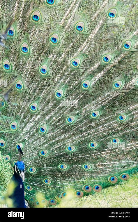 Bird feathers plumage abstract blue hi-res stock photography and images ...