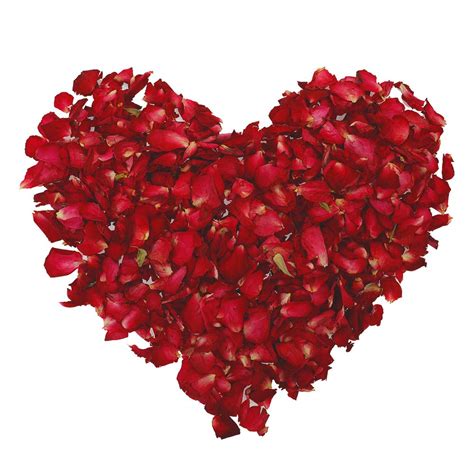 Buy Yumi V 100 Grams Rose Petals, 100% Natural Red Rose Petals Dry Rose Petals Biodegradable Red ...