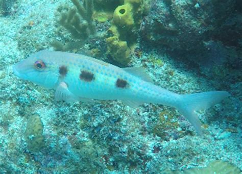 Goatfish – Spotted goat fish – Sea Stuff