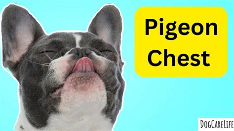 Pigeon Chest in a Dog: Causes, Symptoms, and Treatment Options ...