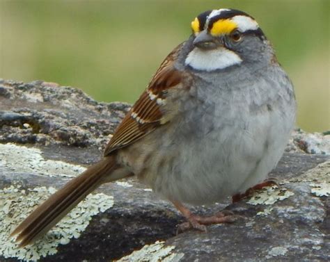 White-Throated Sparrow - Animals of Northern New York