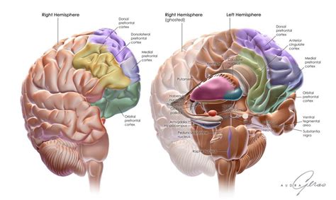 Anatomy of the Brain - Geras Healthcare Productions