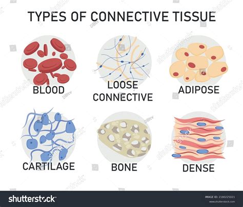 Connective Tissue Types Original Sale | drive.cloud.mn