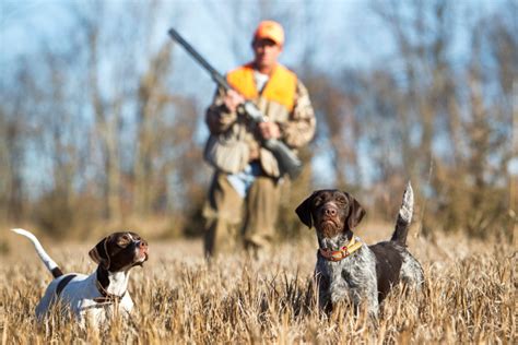 The Best Bird Hunting Dogs, According to Decades of Experience