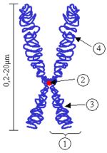 Centromere - wikidoc