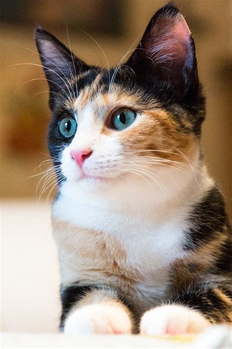 Male Calico cats are extremely rare, only one out of 3000 calico cats is male. Here is a picture ...