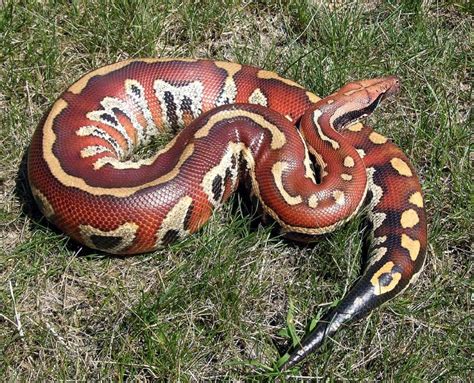 Red blood python | Snake breeds, Pet snake, Cute snake