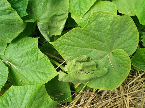 Cucumber Leaf Symptoms | Cornell Vegetables